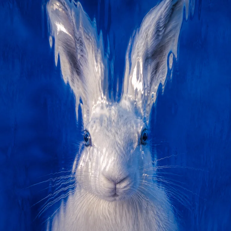 Glass hare sculpture